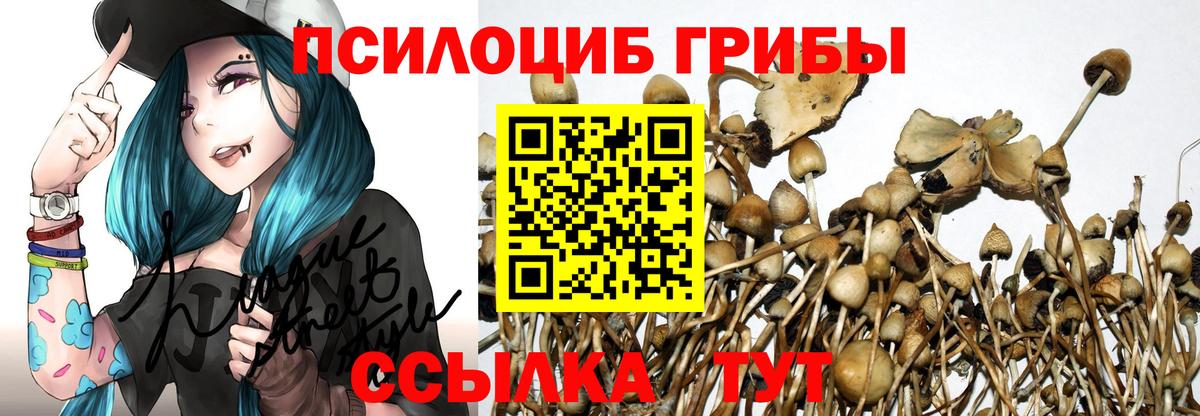 Зерноград  Псилоцибиновые грибы Cubensis  Вход с VPN 